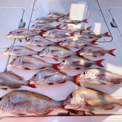 フィシングボートAir(エアー) 釣果