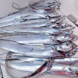 フィシングボートAir(エアー) 釣果