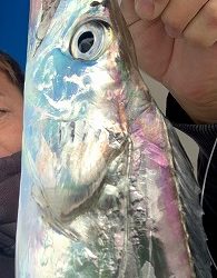 フィシングボートAir(エアー) 釣果