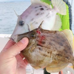 フィシングボートAir(エアー) 釣果