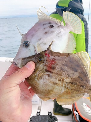 フィシングボートAir(エアー) 釣果