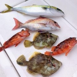 フィシングボートAir(エアー) 釣果