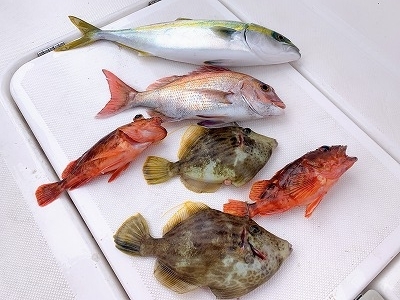 フィシングボートAir(エアー) 釣果