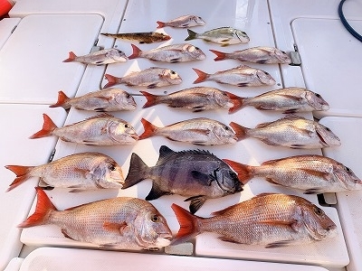 フィシングボートAir(エアー) 釣果