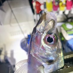 フィシングボートAir(エアー) 釣果