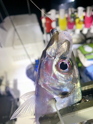 フィシングボートAir(エアー) 釣果