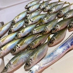 フィシングボートAir(エアー) 釣果