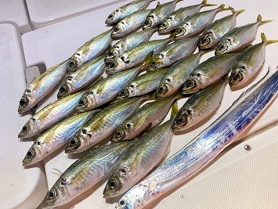 フィシングボートAir(エアー) 釣果