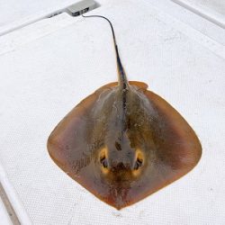 フィシングボートAir(エアー) 釣果