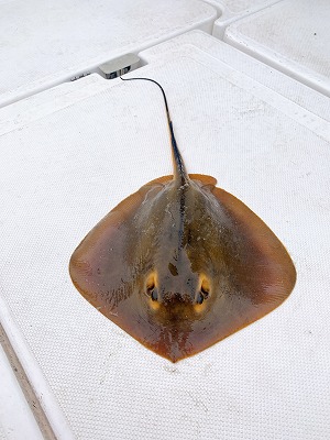 フィシングボートAir(エアー) 釣果