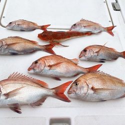 フィシングボートAir(エアー) 釣果