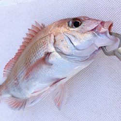 フィシングボートAir(エアー) 釣果