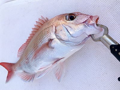 フィシングボートAir(エアー) 釣果