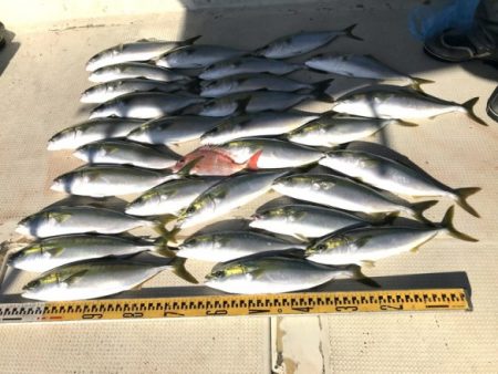 釣り船角田 釣果