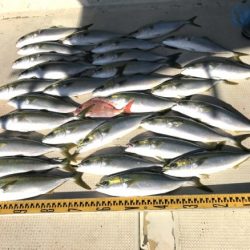 釣り船角田 釣果