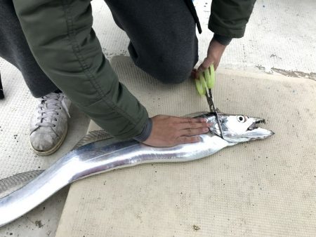 釣り船角田 釣果