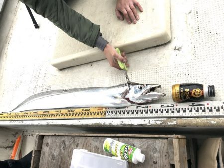 釣り船角田 釣果