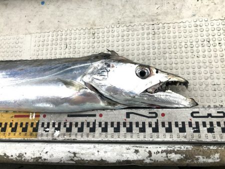 釣り船角田 釣果