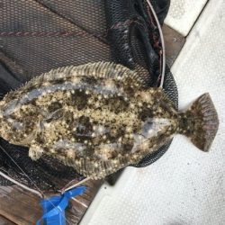 釣り船角田 釣果