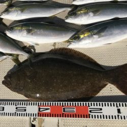 釣り船角田 釣果