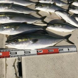 釣り船角田 釣果