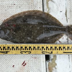 釣り船角田 釣果