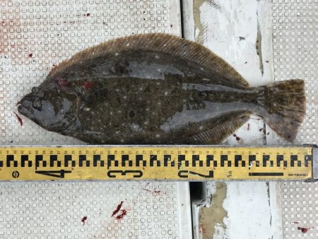 釣り船角田 釣果