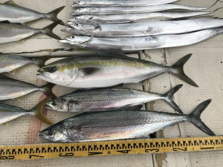 釣り船角田 釣果