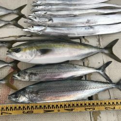 釣り船角田 釣果