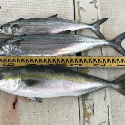 釣り船角田 釣果