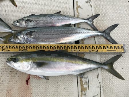 釣り船角田 釣果