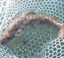 朝霞ガーデン 釣果