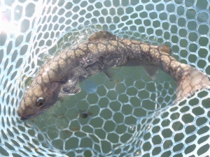 朝霞ガーデン 釣果