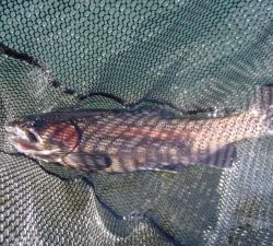 朝霞ガーデン 釣果