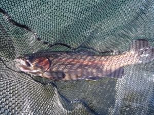 朝霞ガーデン 釣果