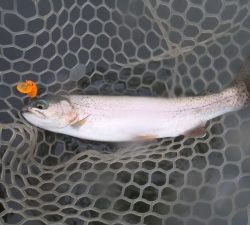 朝霞ガーデン 釣果