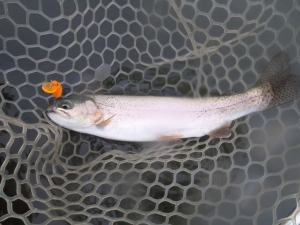 朝霞ガーデン 釣果