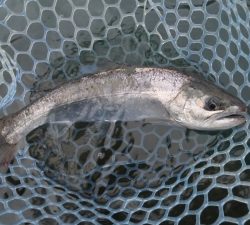 朝霞ガーデン 釣果