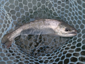 朝霞ガーデン 釣果