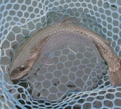 朝霞ガーデン 釣果