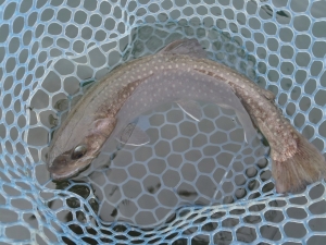 朝霞ガーデン 釣果