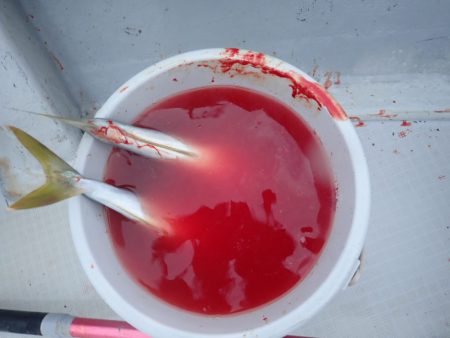 Aquanaut(アクアノート) 釣果