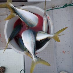 Aquanaut(アクアノート) 釣果