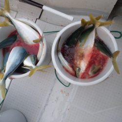 Aquanaut(アクアノート) 釣果