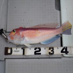 Aquanaut（アクアノート） 釣果