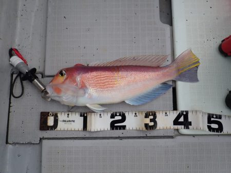 Aquanaut（アクアノート） 釣果