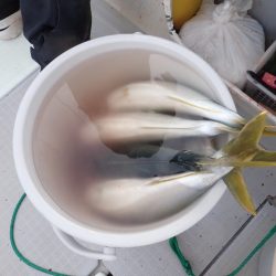 Aquanaut（アクアノート） 釣果