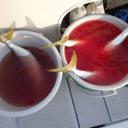 Aquanaut（アクアノート） 釣果