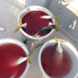 Aquanaut（アクアノート） 釣果