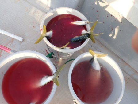 Aquanaut（アクアノート） 釣果